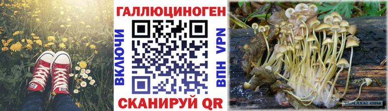 Галлюциногенные грибы Psilocybe  Калининск 